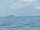 barge_072.jpg (760547 bytes)